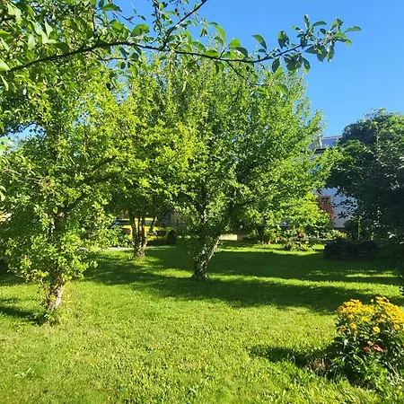 Husovka - Matyas